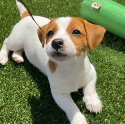 Beautiful miniature Jack Russell puppies Image eClassifieds4u