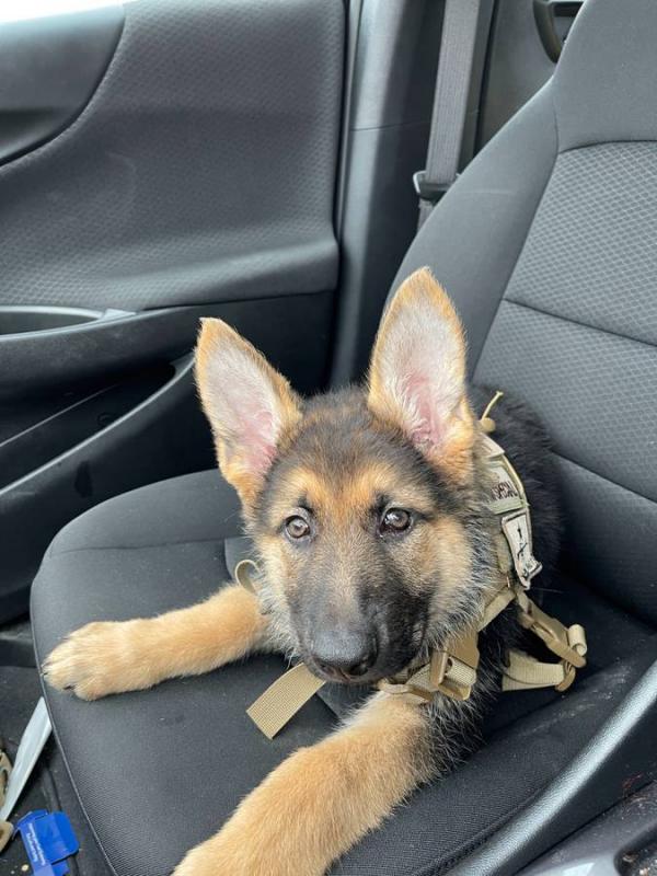 German Shepherd Puppies Image eClassifieds4u