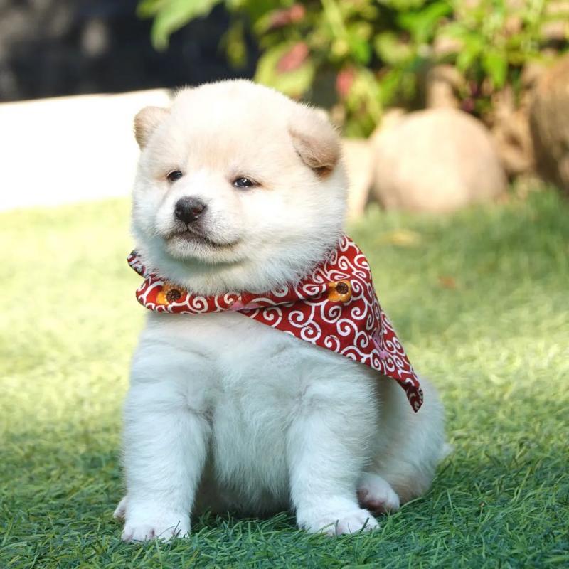 Healthy Male and SHUBA INU Puppies Available For Adoption (rebecajohnson249@gmail.com) Image eClassifieds4u