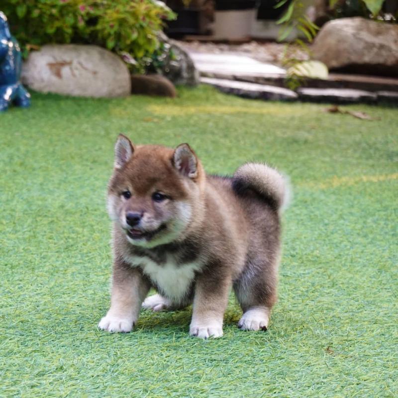 Healthy Male and SHUBA INU Puppies Available For Adoption (rebecajohnson249@gmail.com) Image eClassifieds4u