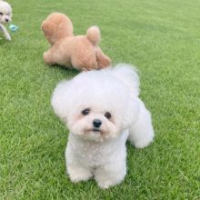Bichon Frise Puppies Looking For Their Forever Home (brolyjackson41@gmail.com) Image eClassifieds4U