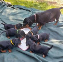 Dachshund puppies Image eClassifieds4u 1