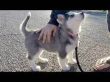 Gorgeous Male and female Golden Retriever puppies Image eClassifieds4u 2
