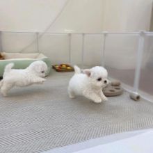 maltese Puppies (yannickbree@gmail.com) Image eClassifieds4u 2