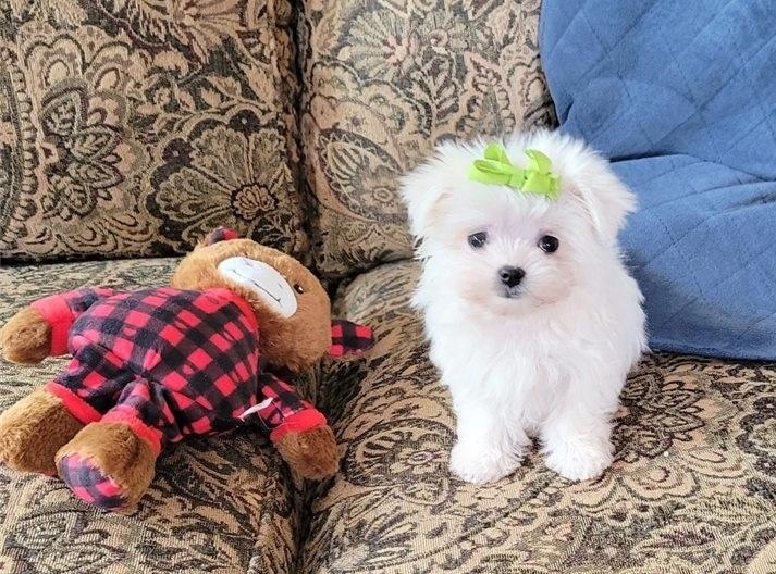 Male and Female Maltese puppies Image eClassifieds4u