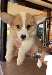 Male and female Pembroke welsh Corgi puppies Image eClassifieds4u