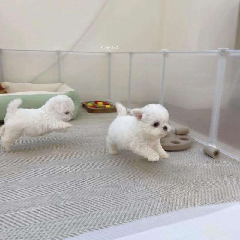maltese Puppies (yannickbree@gmail.com) Image eClassifieds4u