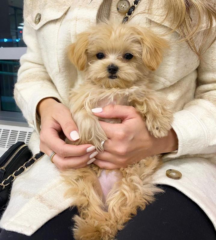 Maltipoo Puppies Looking For Their Forever Home(vidskelley@gmail.com) Image eClassifieds4u