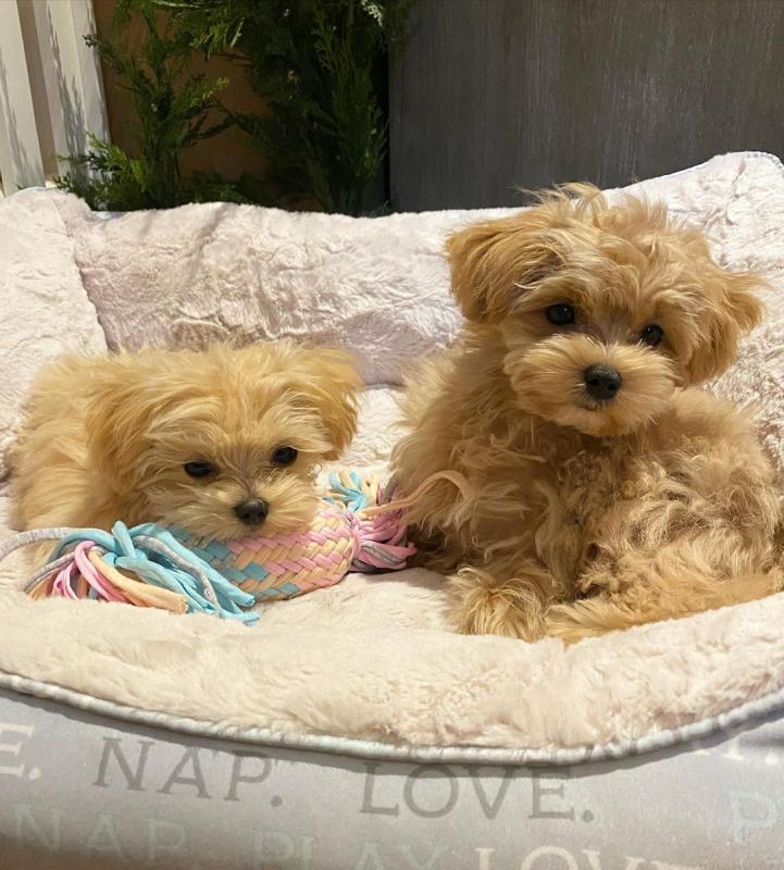 Maltipoo Puppies Looking For Their Forever Home(vidskelley@gmail.com) Image eClassifieds4u