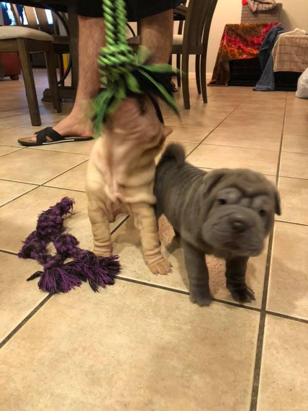 We have two beautiful Shar pei puppies Image eClassifieds4u