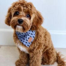 Adorable AKC registered Poodle puppies