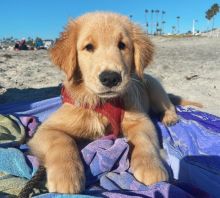 Healthy, home raised Golden Retriever puppies