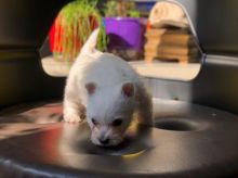 Stunning West Highland White Terrier Babies