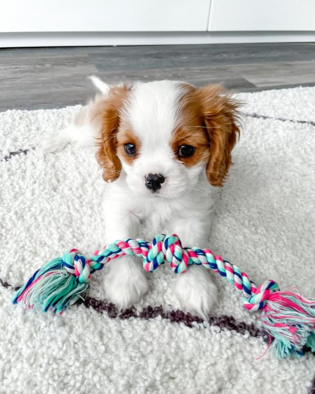 Cavalier king Charles Spaniel Puppies CKC Reg. Image eClassifieds4u