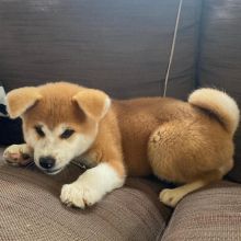 Akita Inu Puppies Ready to Move Into Their New Homes!