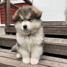 Alaskan Malamute Puppies House Trained