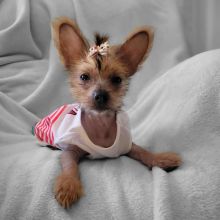 Chinese Crested Puppies Available With Health Guarantee