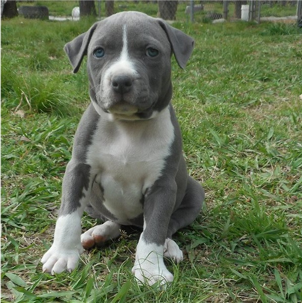 Handsome pedigree male and female American Staffordshire Terrier puppies Image eClassifieds4u