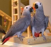 African grey parrots ready for a new home.