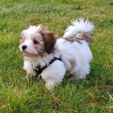 Excellent pedigree, AKC registered Havanese puppies.