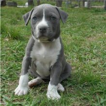 Handsome pedigree male and female American Staffordshire Terrier puppies