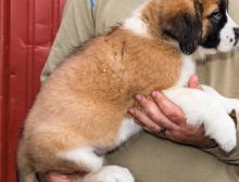 I have two saint bernard puppies