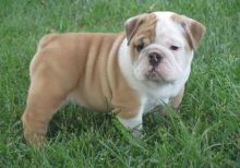 Super adorable English Bulldog puppies.