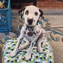 We have a Male and Female Dalmatian beautiful puppies