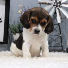 Intelligent Beagle puppies