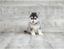registered male and female Pomsky puppies