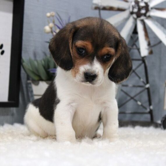 Intelligent Beagle puppies Image eClassifieds4u