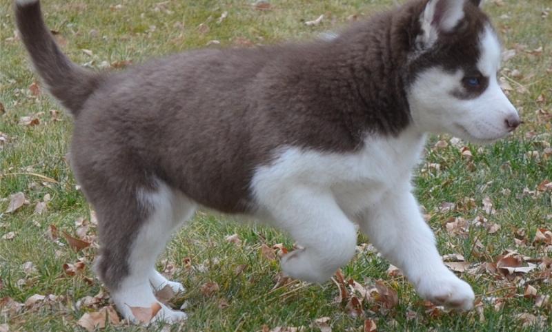 Male and Female Siberian Husky Puppies Image eClassifieds4u