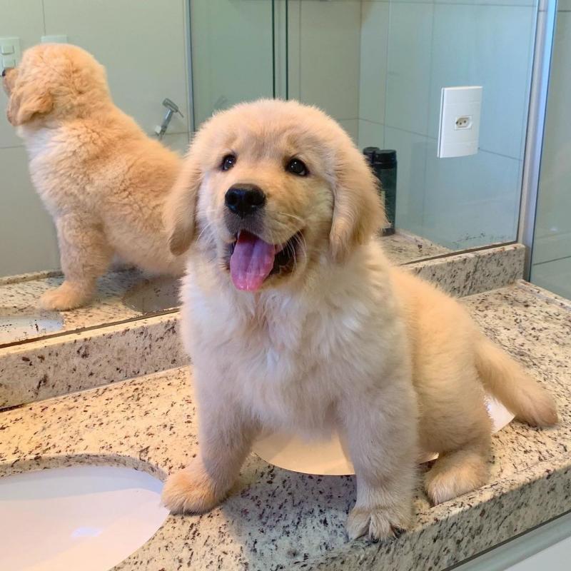 Super adorable Golden Retriever puppies. Image eClassifieds4u