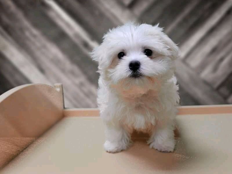 We have male and Female Maltese Puppies Image eClassifieds4u