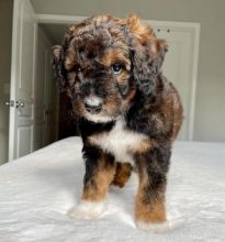 Cute and lovely Aussiedoodle Puppies for adoption