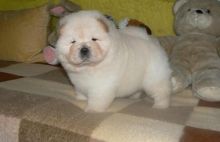 Male and Female Chow Chow puppies