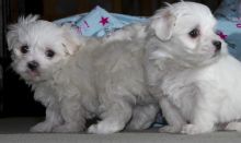 male and female maltese puppies for sale 😍😍‪(480) 442-9871‬