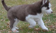 Male and Female Siberian Husky Puppies