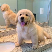 Super adorable Golden Retriever puppies.