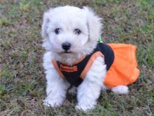 We have a male and female lovable Bichon Frise pups