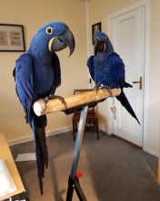We have hand fed male and female Hyacinth Macaw available for sale