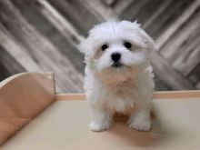 We have male and Female Maltese Puppies
