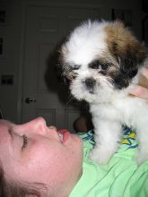 Affectionate and Healthy Shih Tzu Puppies available