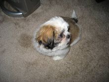 Male and Female Shih Tzu Puppies available.