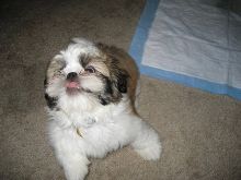 Purebred Shih Tzu Puppies😍😍 ‪(480) 442-9871‬😍😍