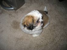 Outstanding Purebred Shih Tzu Puppies available Image eClassifieds4U