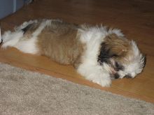 Shih Tzu Puppies available 😍😍 ‪(480) 442-9871‬😍😍 Image eClassifieds4U