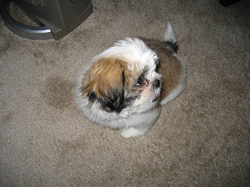 Male and Female Shih Tzu Puppies available. Image eClassifieds4u
