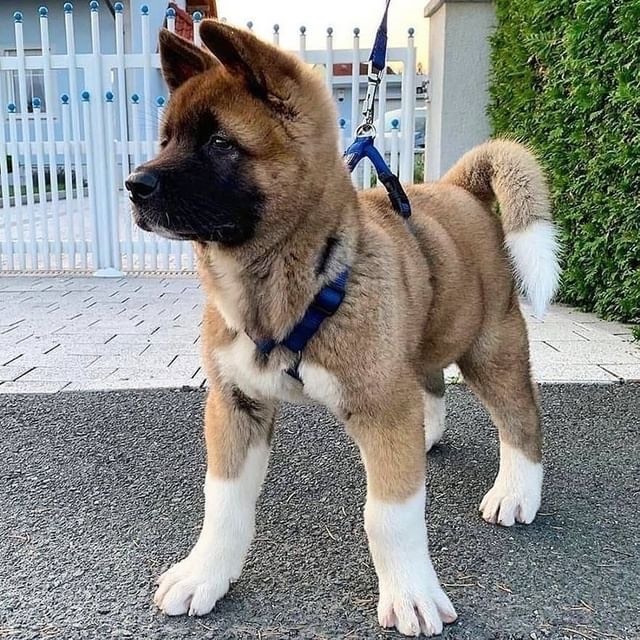We have two beautiful Akita puppies Image eClassifieds4u