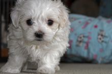 maltese pups- gorgeous 😍😍 ‪(480) 442-9871‬😍😍